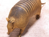 【 ココノオビアルマジロ剥製 】　合法品　完全体（一部修復）　木台付